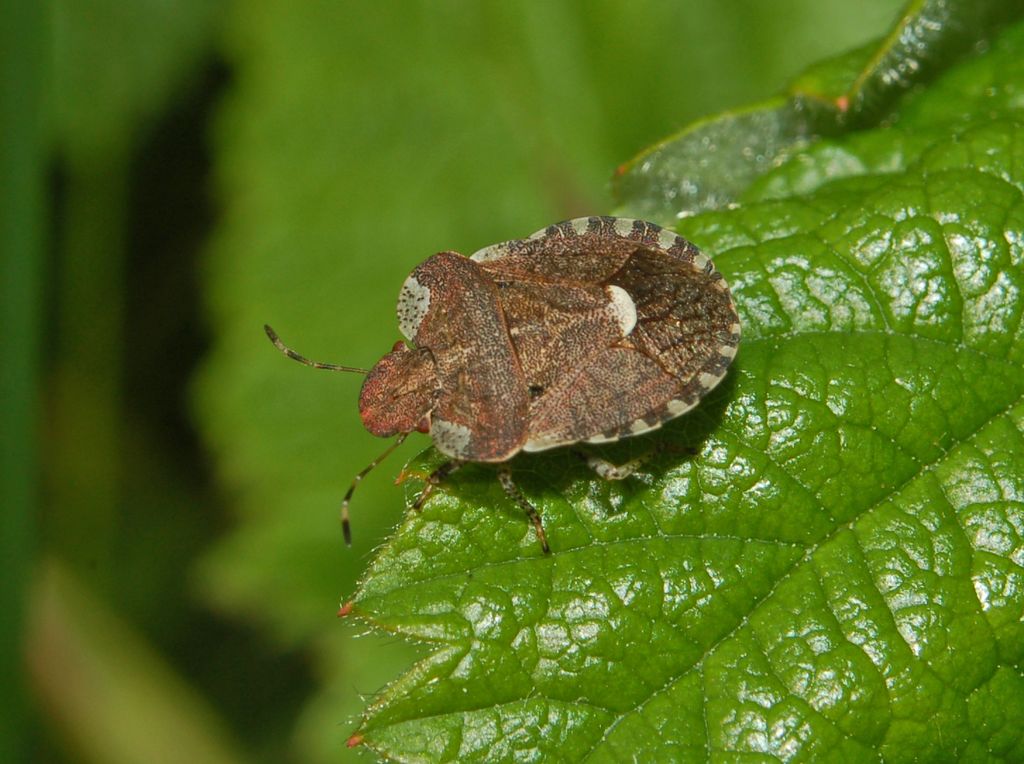 Pentatomidae: Dyroderes umbraculatus della Liguria